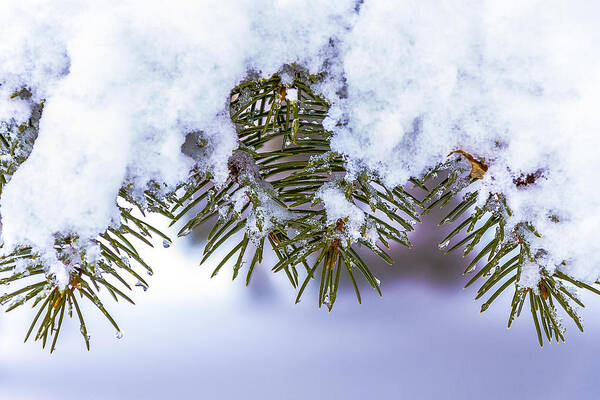 Pine Tree Poster featuring the pyrography Winter Pine by Rick Bartrand