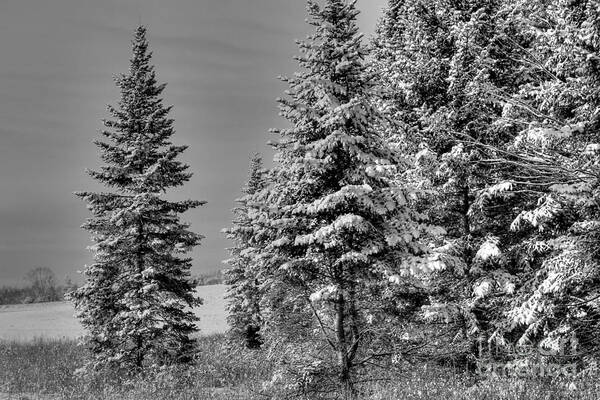 Tree Poster featuring the photograph Winter Spruce by Brenda Giasson