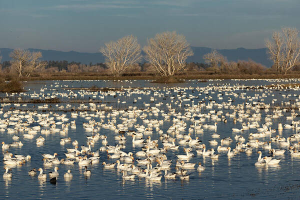 Snow Geese Poster featuring the photograph Winter White on a Blue Lake by Kathleen Bishop