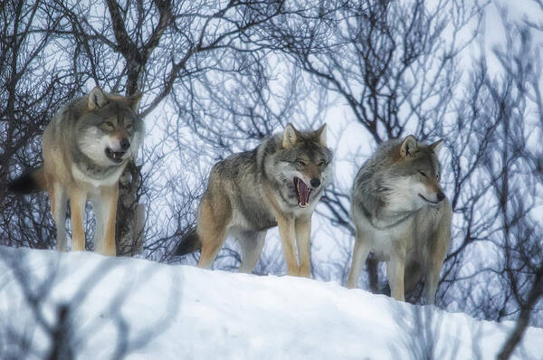 Wolf Poster featuring the photograph Winter Wolves by Wade Aiken