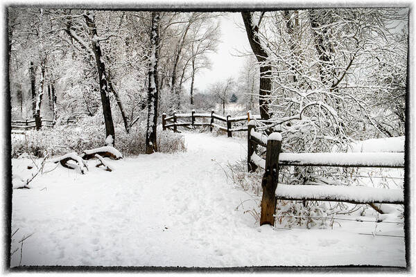 Winter Wonderland Poster featuring the photograph Winter Wonderland by Juli Ellen