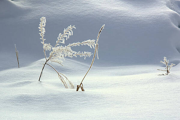 Winter Poster featuring the photograph Winter's Dance by Kathy Bassett