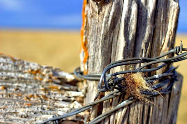 Hdr Poster featuring the photograph Wire and Fur by Scott Carlton