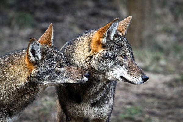 Red Wolf Poster featuring the photograph Wolf Alert by Steve McKinzie