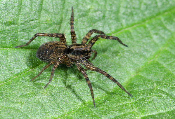 Arachnid Poster featuring the photograph Wolf Spider by Nigel Downer