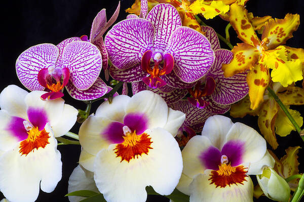 Row Poster featuring the photograph Wonderful lovely Orchids by Garry Gay