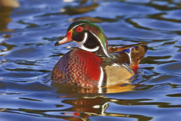 Animal Poster featuring the photograph Wood Duck by Brian Cross