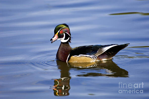 Wood Poster featuring the photograph Wood Duck - D008582 by Daniel Dempster