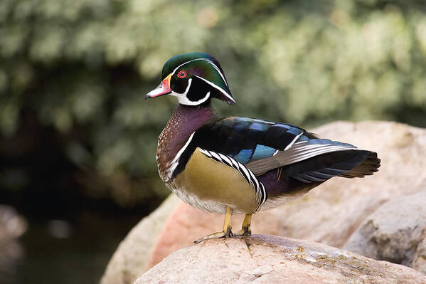 Feb0514 Poster featuring the photograph Wood Duck Drake In Breeding Plumage by Tom Vezo