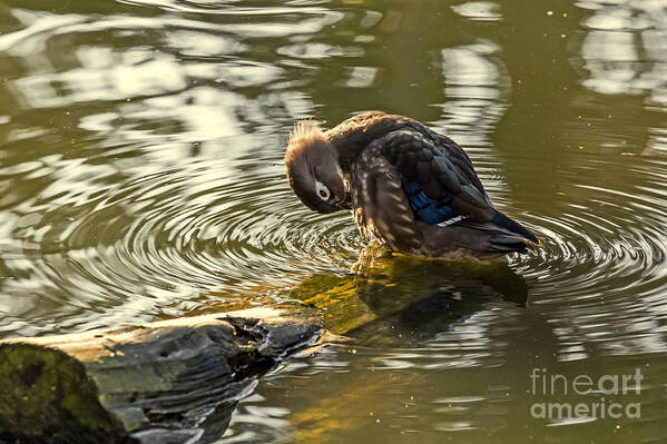 Aix Sponsa Poster featuring the photograph Wood Duck Hen Preening by Kate Brown