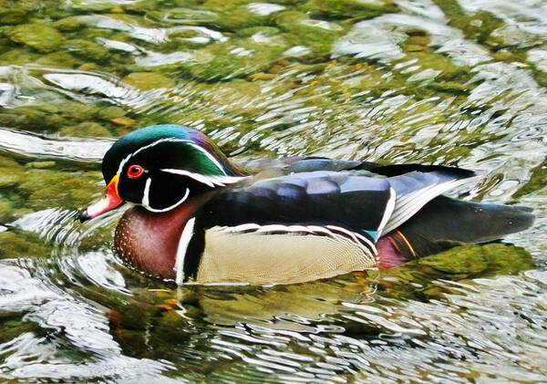 Duck Poster featuring the photograph Wood Duck in Water by VLee Watson