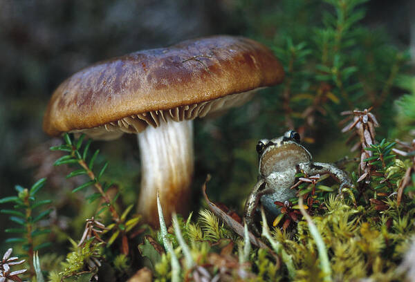 Feb0514 Poster featuring the photograph Wood Frog And Mushroom Alaska by Michael Quinton