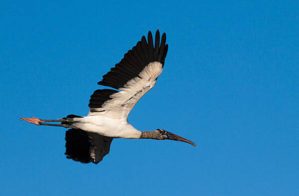Everglades Poster featuring the photograph Wood Stork by Raul Rodriguez