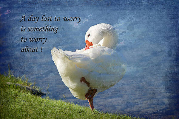 Duck Poster featuring the photograph Worry Free by Phyllis Denton