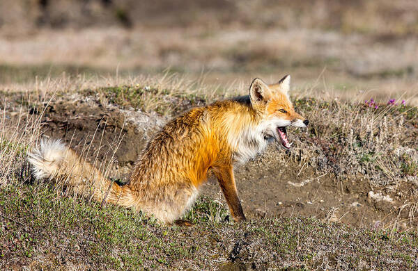 Sam Amato Poster featuring the photograph Yawning Alaska Red Fox by Sam Amato