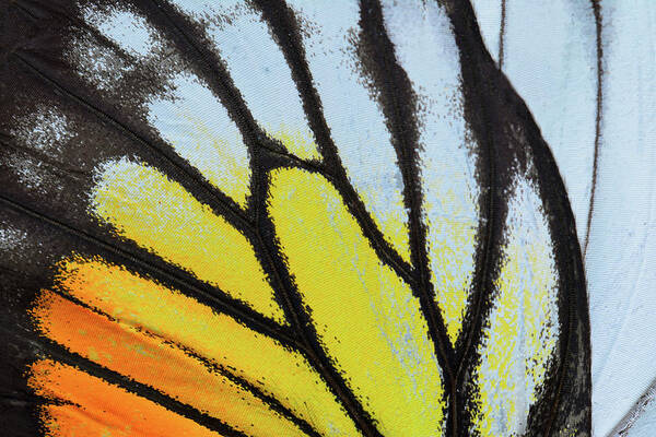 Orange Color Poster featuring the photograph Yellow And Orange Butterfly Wing by Panuruangjan