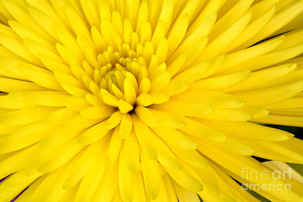 Vibrant Color Poster featuring the photograph Yellow Chrysanthemum by Pattie Calfy