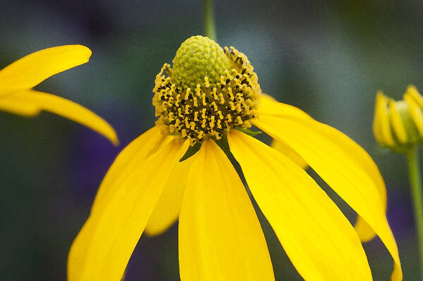 Ratibida Pinnata Poster featuring the photograph Yellow Cone Flower Rudbeckia by Rich Franco