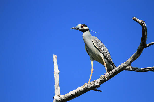 Nature Poster featuring the photograph Yellow-Crowned Night Heron by Doug McPherson