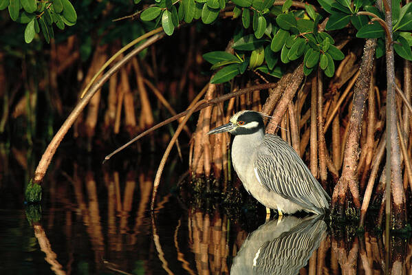 00220197 Poster featuring the photograph Yellow-crowned Night-heron Nyctanassa by Tom Vezo