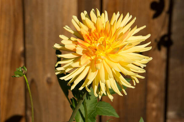Yellow Poster featuring the photograph Yellow Dahlia by Weir Here And There