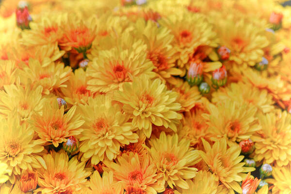 Mums Poster featuring the photograph Yellow Fall Mums by Beth Venner