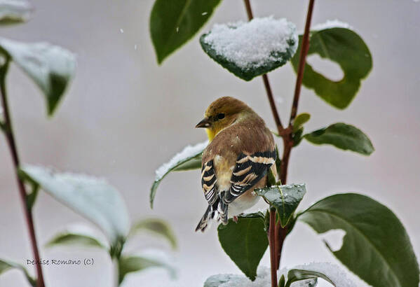 Goldfinch Poster featuring the photograph Goldfinch On Branch by Denise Romano
