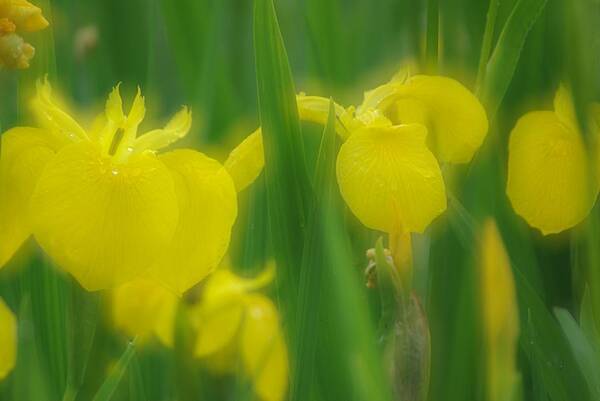 Double Poster featuring the photograph Yellow Iris Double by Ken Dietz