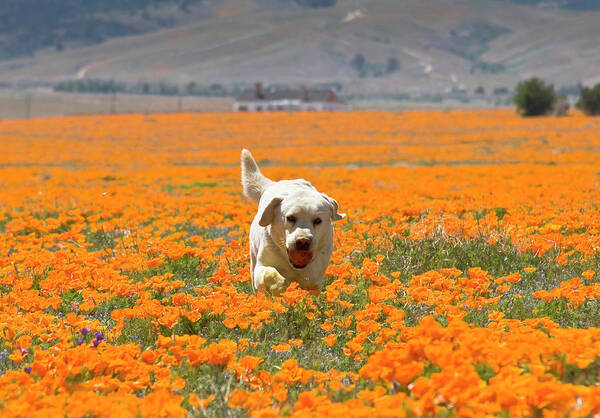 Action Poster featuring the photograph Yellow Labrador Retriever Walking by Zandria Muench Beraldo