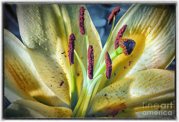 Macro Poster featuring the photograph Yellow Lily by Barry Weiss