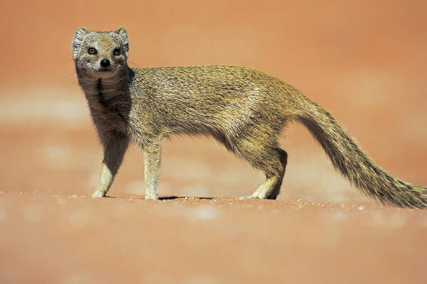 Heike Odermatt Poster featuring the photograph Yellow Mongoose In Kalahari Desert by Heike Odermatt