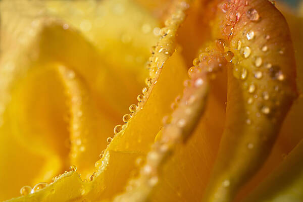 Plant Poster featuring the photograph Yellow Rose Dew by Mary Jo Allen