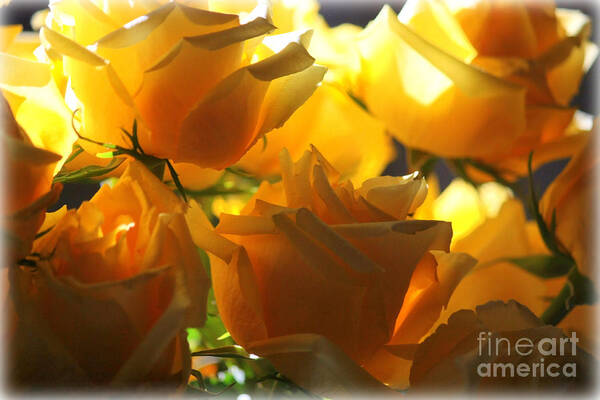 Yellow Roses Poster featuring the photograph Yellow Roses and Light by Carol Groenen