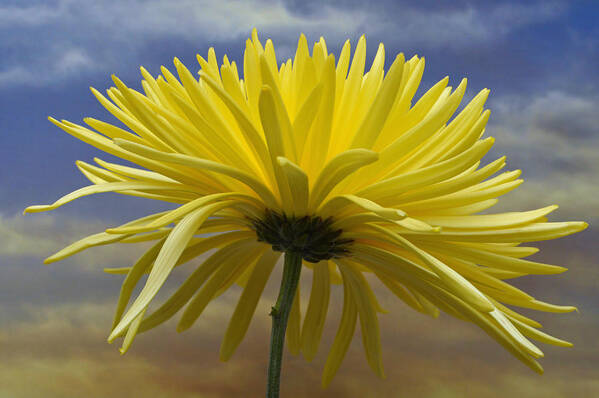 Yellow Flowers Poster featuring the photograph Yellow Spider Chrysanthemum by Terence Davis