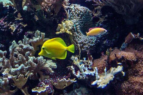 Yellow Poster featuring the photograph Yellow Tang by Douglas Barnett
