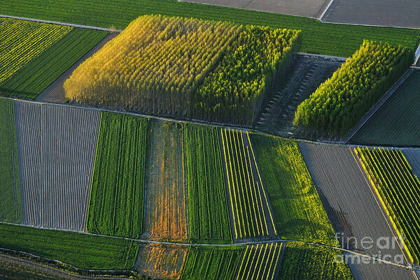 Aerial Photo Poster featuring the photograph Yellow trees by Guido Montanes Castillo