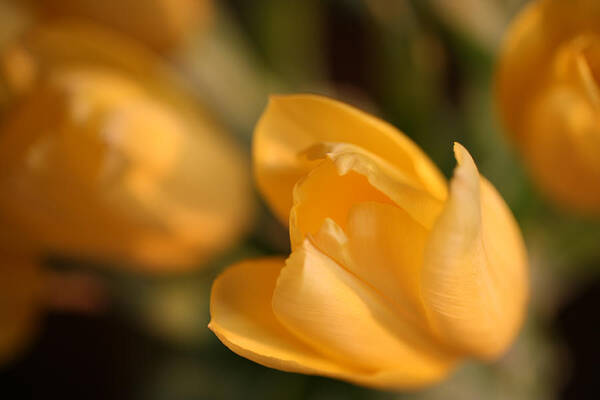 Tulip Poster featuring the photograph Yellow Tulip by John Magyar Photography