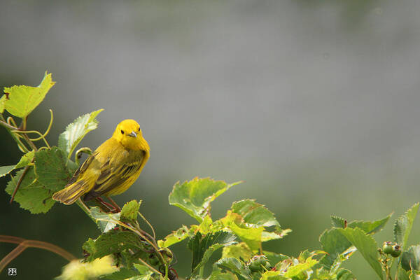 Warbler Poster featuring the photograph Yellow Warbler by John Meader