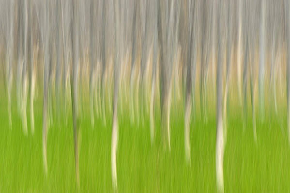 Abstract Patterns Poster featuring the photograph Yellowstone Bobby Soxers by Don Johnston