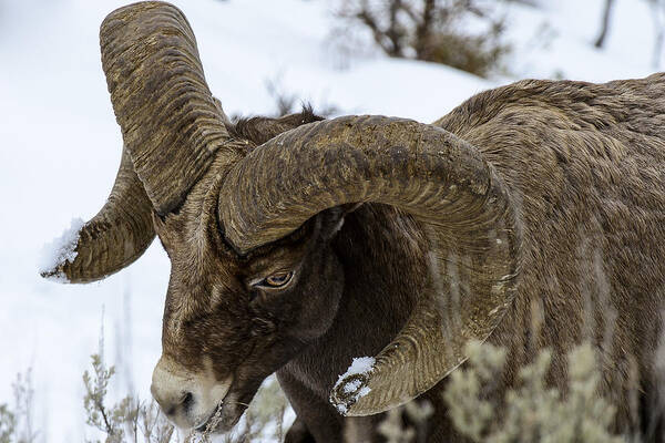 Animal Photography Poster featuring the photograph Yellowstone Ram by David Yack