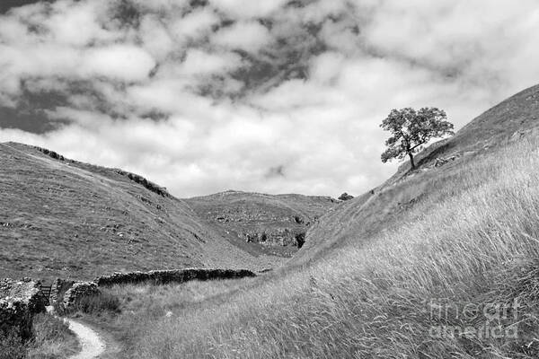 Yorkshire Dales Dramatic British English England Britain Landscape Countryside Hills Uk United Kingdom Tree Slope Dry Stone Wall Scenic Scenery Lone Single Atmospheric Mono Black And White Poster featuring the photograph Lone tree in the Yorkshire Dales by Julia Gavin
