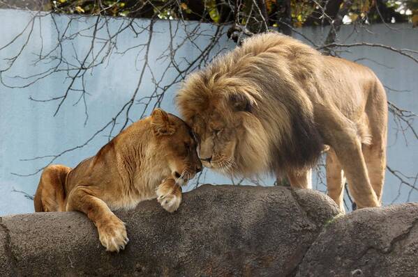 Big Cats Poster featuring the photograph You Are My Love by Ramabhadran Thirupattur