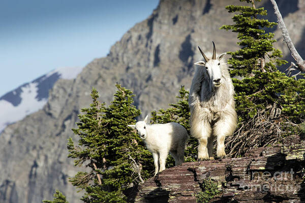 Glacier Poster featuring the photograph You Lookin' At Us by Timothy Hacker