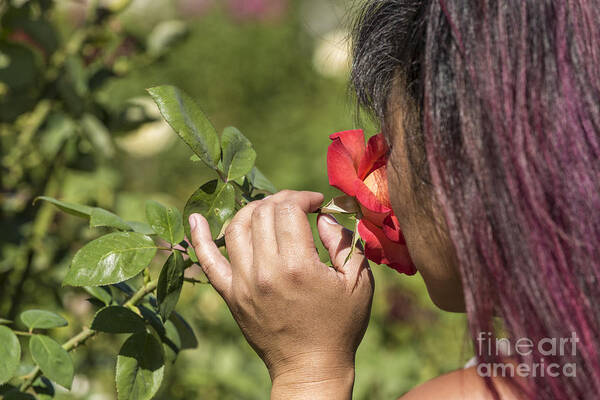 Aroma Poster featuring the photograph Young Asian Girl Smelling a Rose by James L Davidson
