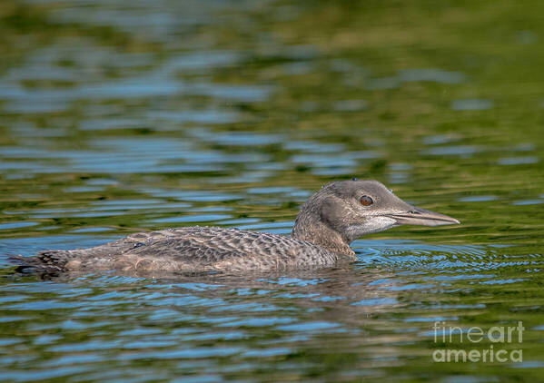 Loon Poster featuring the photograph Young Loon by Cheryl Baxter