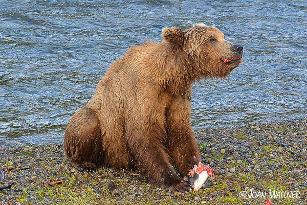 Alaska Poster featuring the photograph Yummy Salmon by Joan Wallner