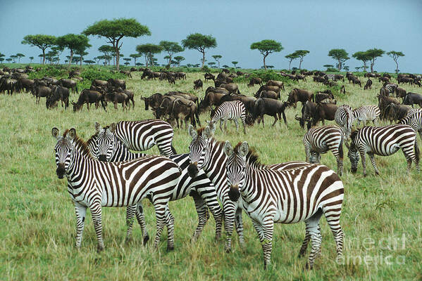 00344933 Poster featuring the photograph Zebras And Wildebeest Grazing by Yva Momatiuk and John Eastcott