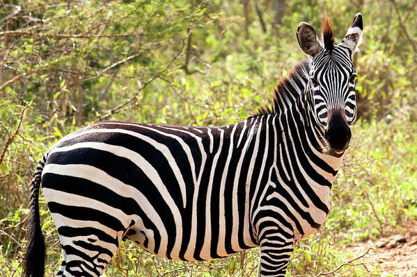 Scenics Poster featuring the photograph Zebra At Lake Mburo National Park by 1001slide