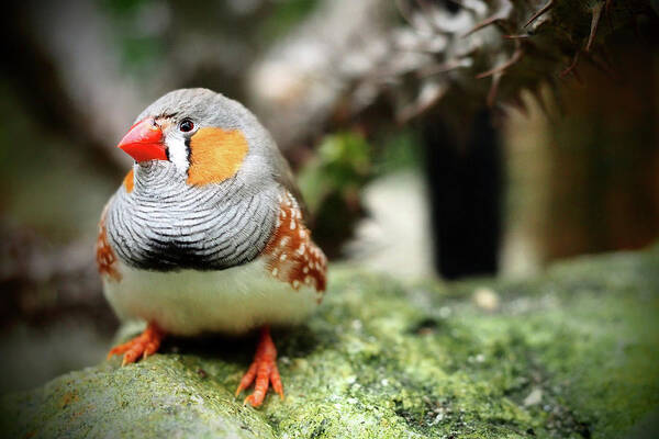 Zebra Finch Poster featuring the photograph Zebra Finch by Annhfhung