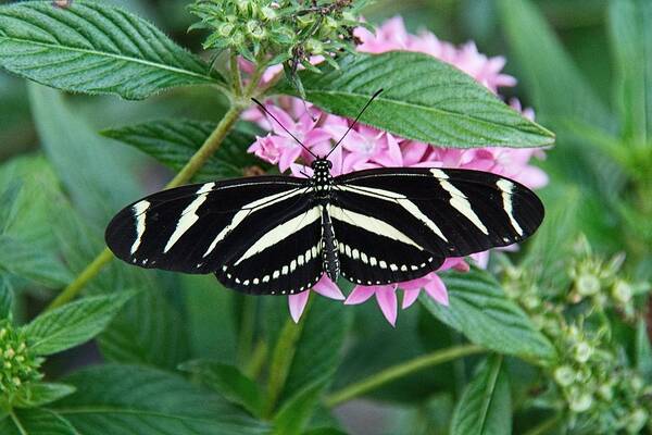 Zebra Poster featuring the photograph Zebra Longwing Butterfly by John Black
